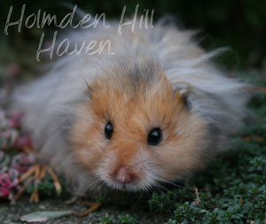 RC- Golden Umbrous Longhaired